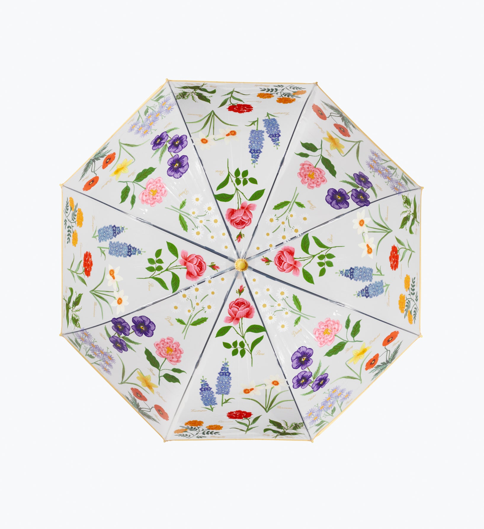 Umbrella - Garden Study
